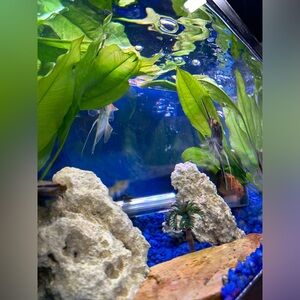 Meet your Posher, Yasmin